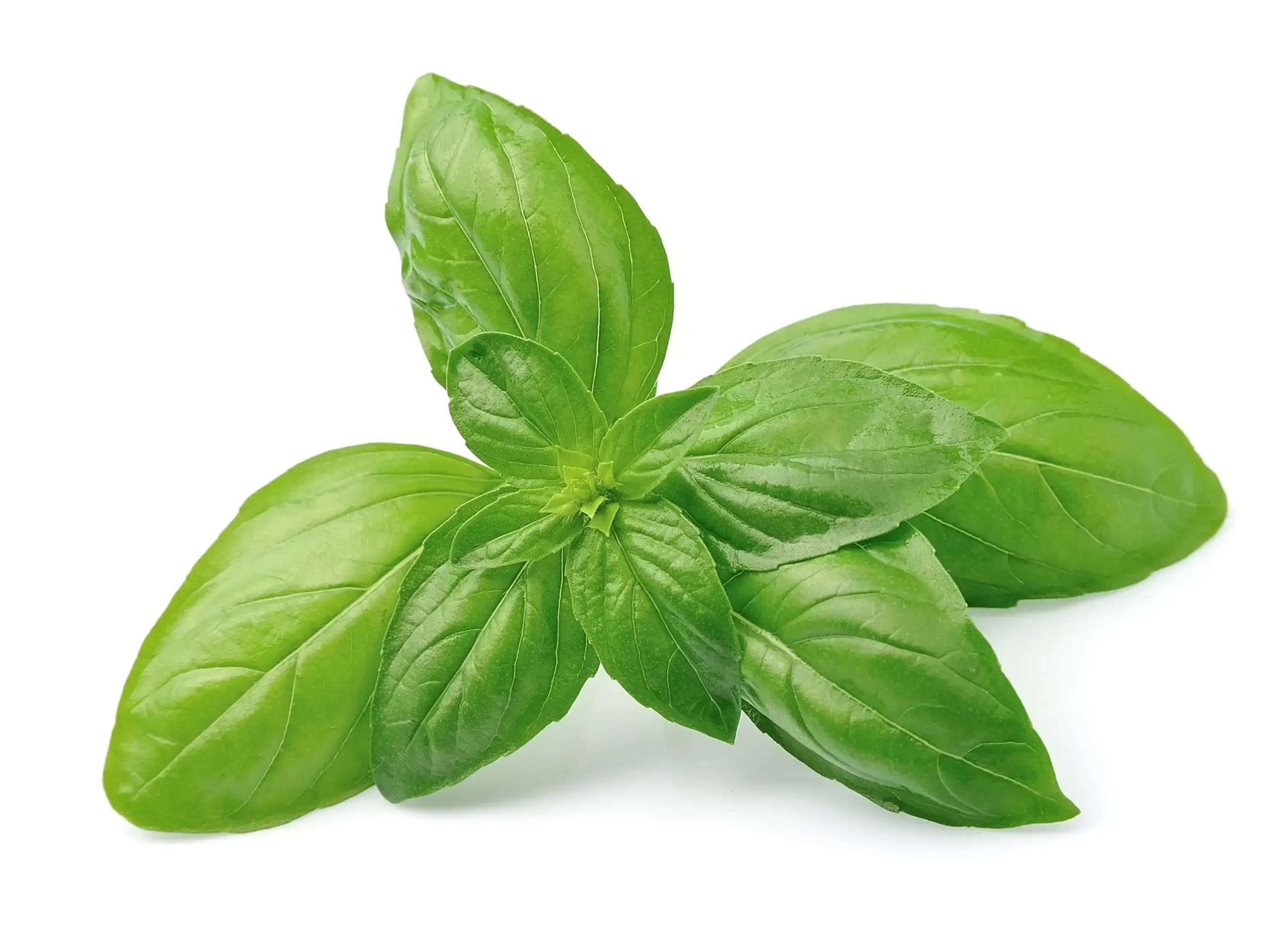 Basilikum